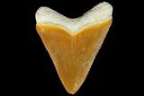 Serrated, Fossil Megalodon Tooth - Bone Valley, Florida #145088-1